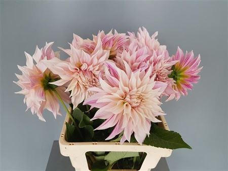 DAHLIA CAFE AU LAIT FDF (FR)
